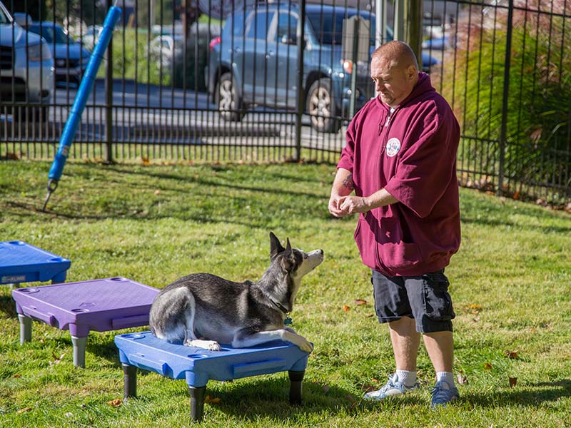 trainer teaching dog with hand signals