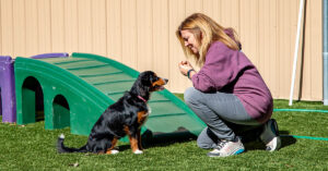 trainer teaching dog with treats
