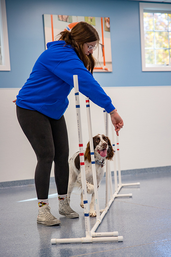 trainer teaching dog agility