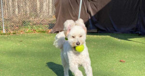 dog chasing a ball