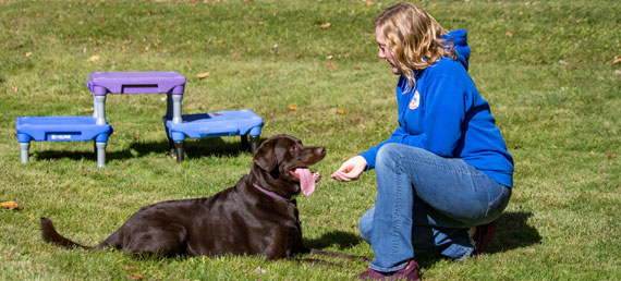 Dog in training