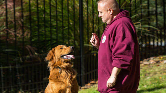 Golden retriever being trained