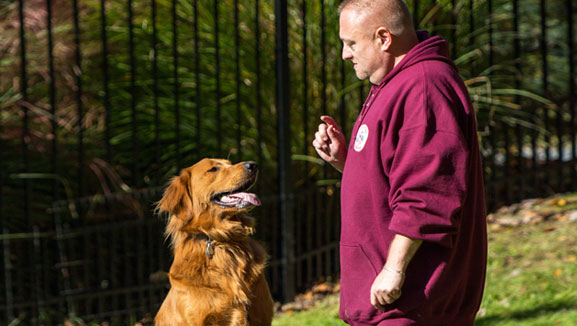 Golden retriever being trained