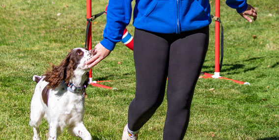 Dog with a dog trainer