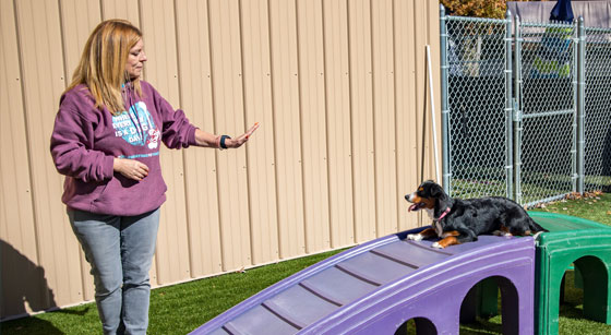 Dog trainer working with a dog