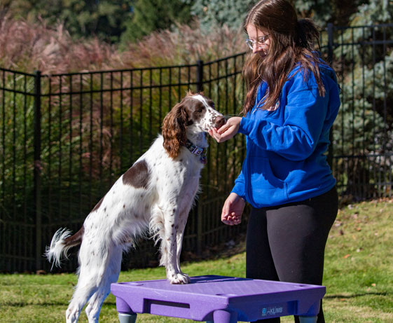Dog trainer working with a dog
