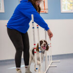 Dog trainer teaching a dog to run an obstacle course