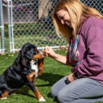 Training a dog to shake hands