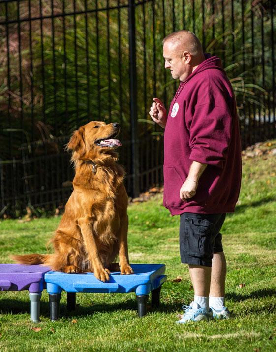 Stay and Train Program Playful Pups Retreat