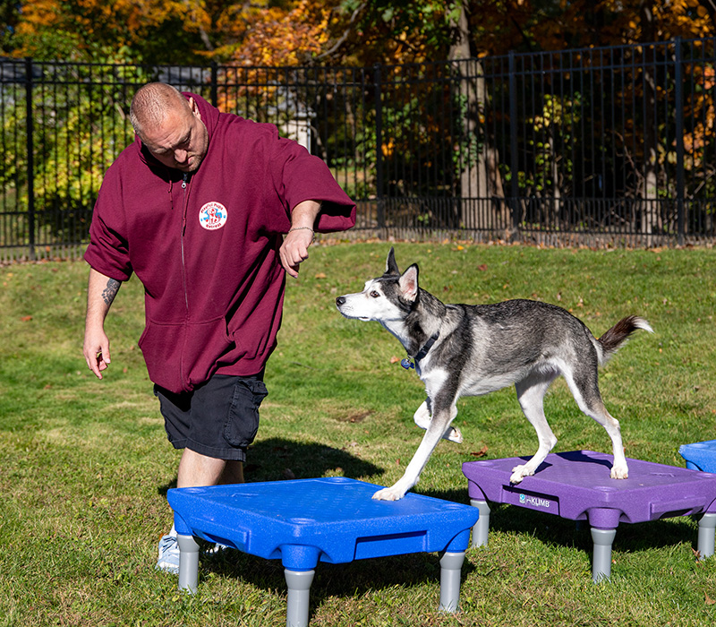 trainer and dog working on agility