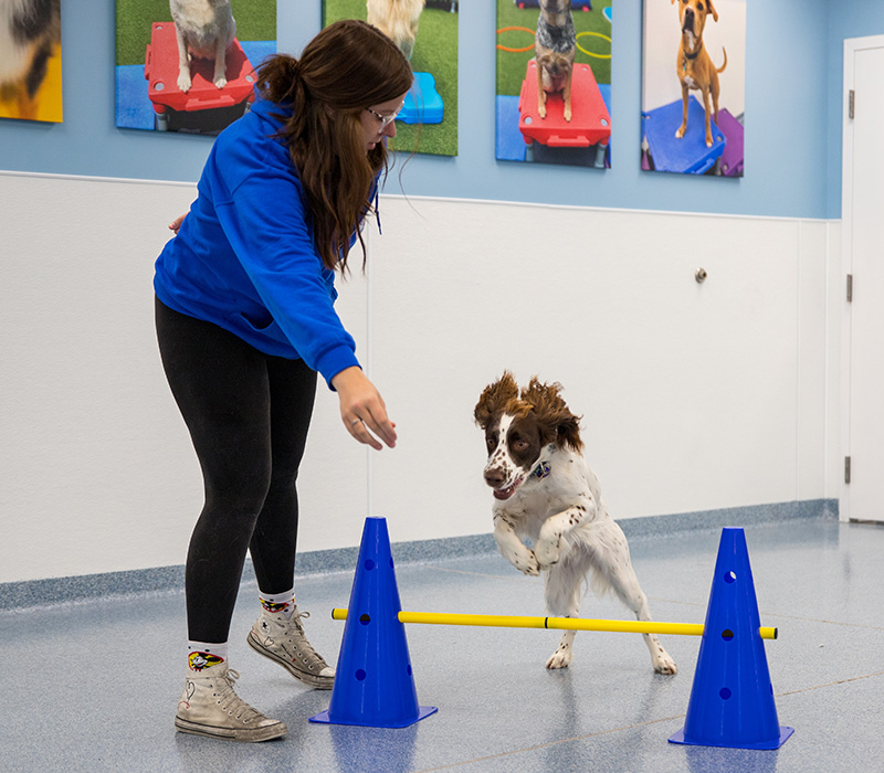 trainer and dog working on agility