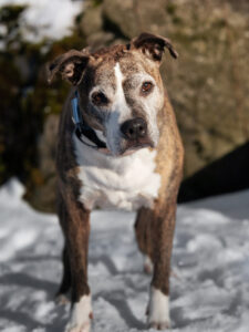 Lizzie in the snow