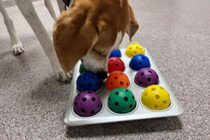 colored balls in a muffin tin