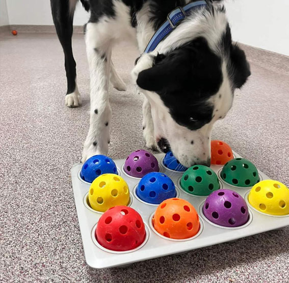 Dog doing an enrichment activity