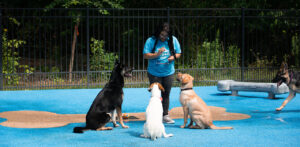 dogs learning the how of training