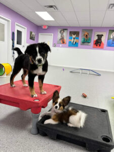 puppies in a playroom