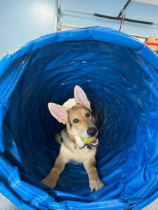 puppy in an agility tube