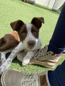 puppy in the play yard