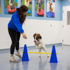 trainer and dog working on agility