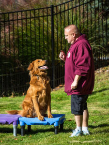 trainer teaching dog hand signals