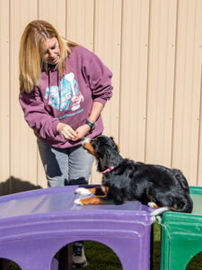 trainer teaching dog agility