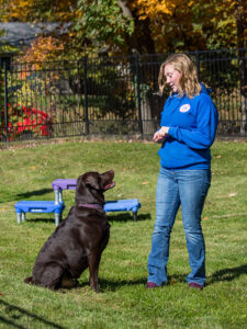 trainer working with a dog with treats