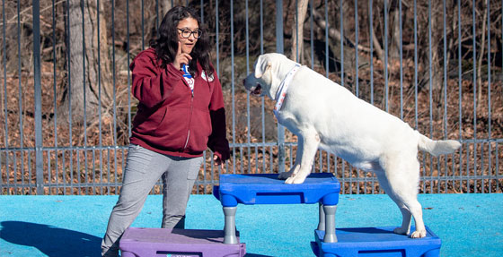 Dog trainer working with a dog