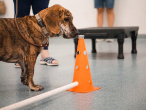 dog learning about environment