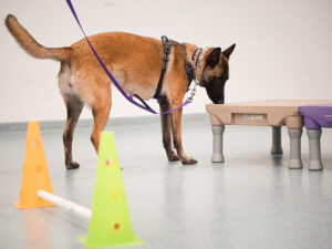 dog learning about environment