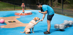 dogs learning signal to shake