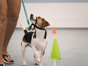 dog learning about environment