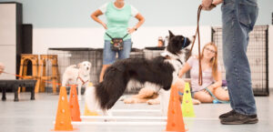 dog agility training