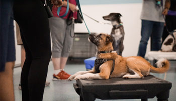 Group of puppies in training