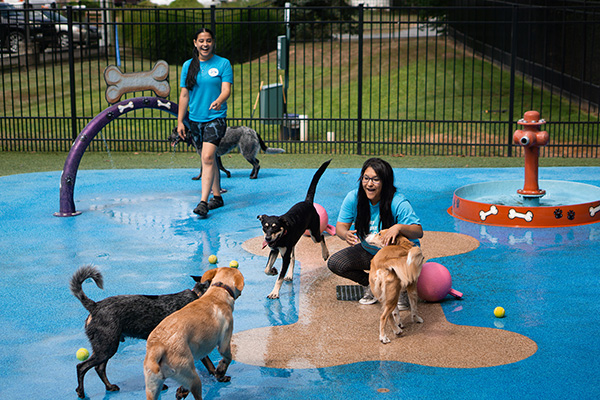 staff member and dogs on splash pad
