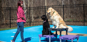 trainer working with dogs