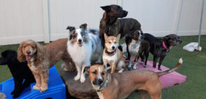 group of dogs at playful pups