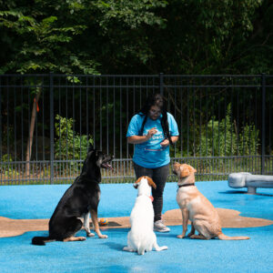 trainer working with a group of dogs