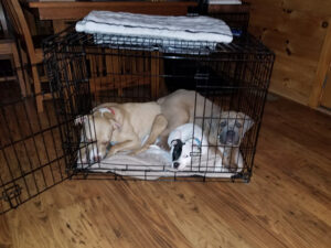 crate for snuggle time