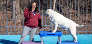 trainer and dog working on agility