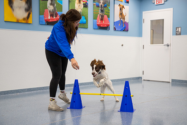 trainer and dog working on agility