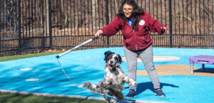 dog learning agility