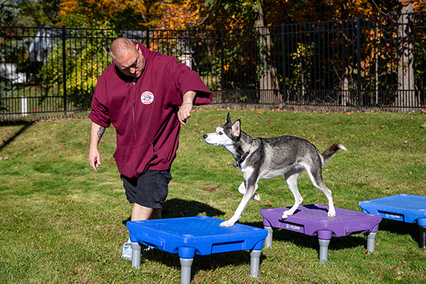 trainer working with a dog on agility