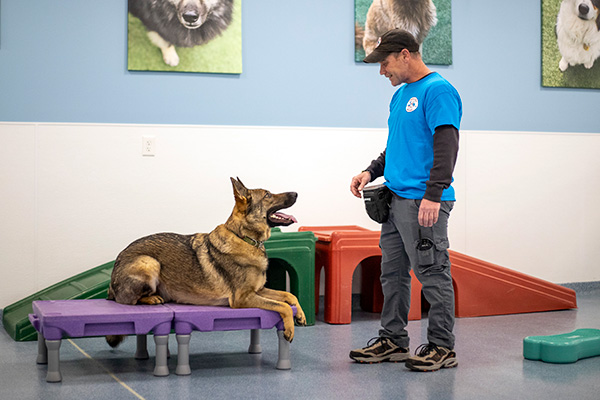 trainer working with a dog indoors