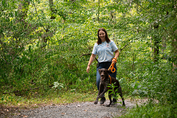 create a calm environment for your dog