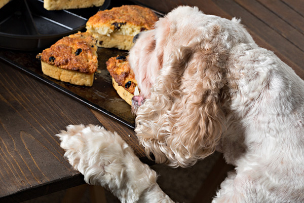 dog stealing food