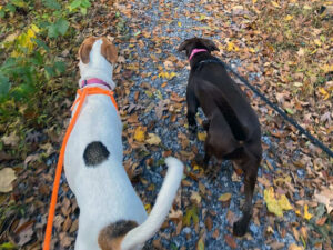 dogs walking in the woods