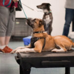 dog in group training