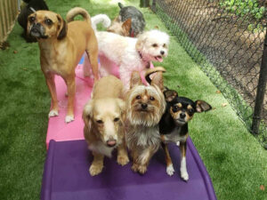 small dogs playing together