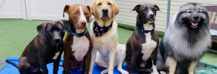 lodging-packages-hero-image-2 Group of dogs at dog boarding