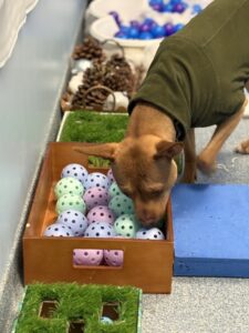 small brown dog sniffing